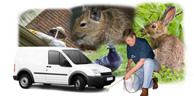 Bexleyheath local van